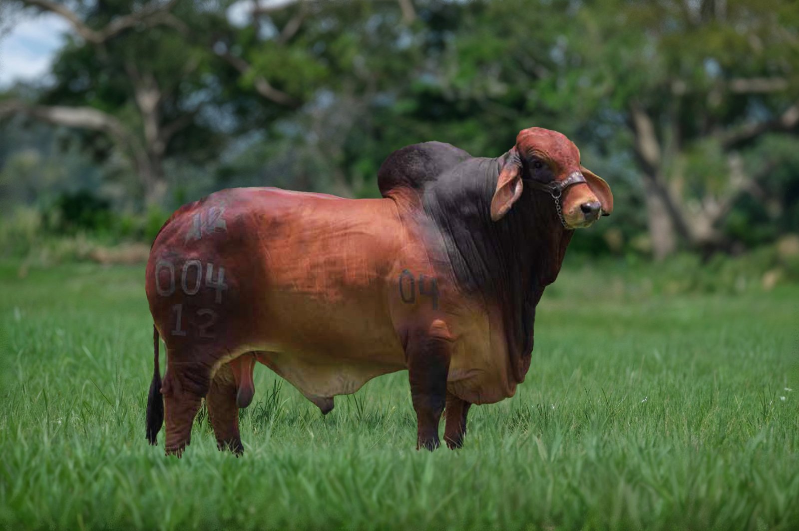 HDA DEL RIO AMOROSO T.E 004-12