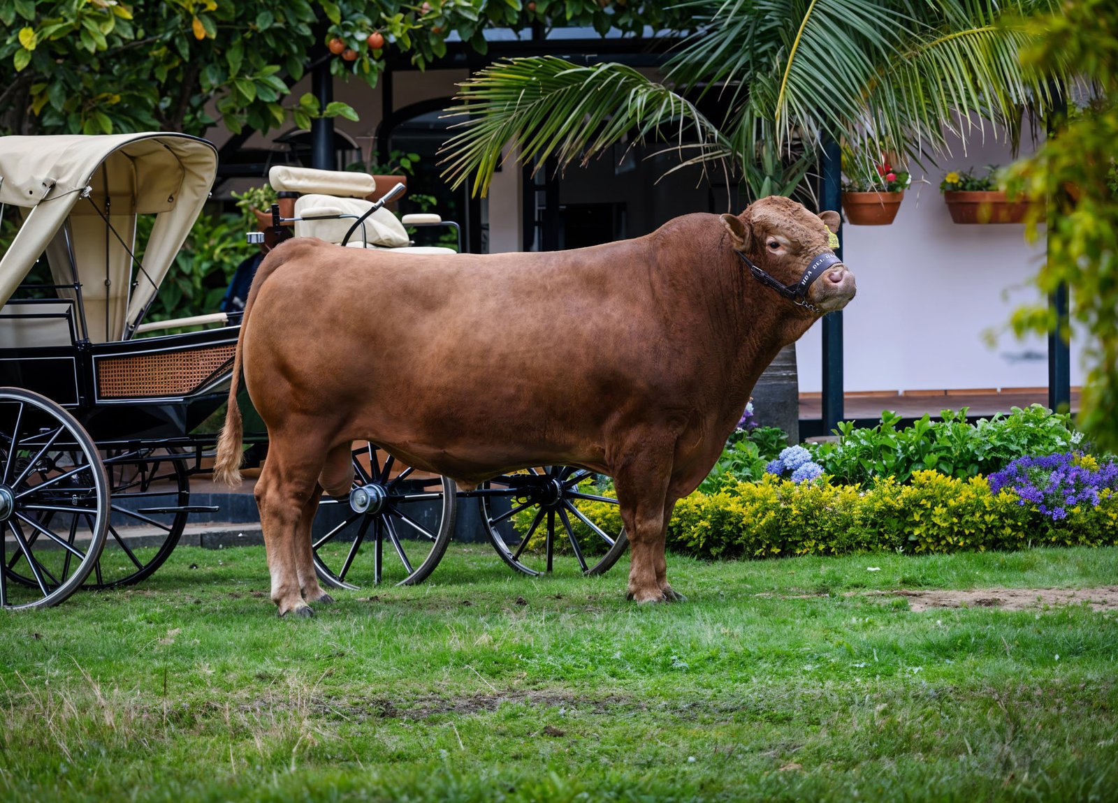 HDR GODAI E.T 269-39