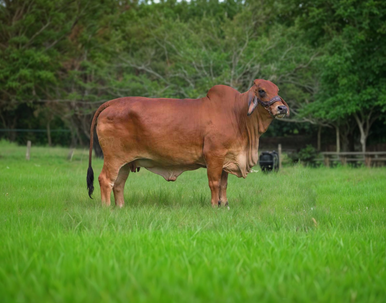 EL CUCHARO KML 600 T.E. 078-83