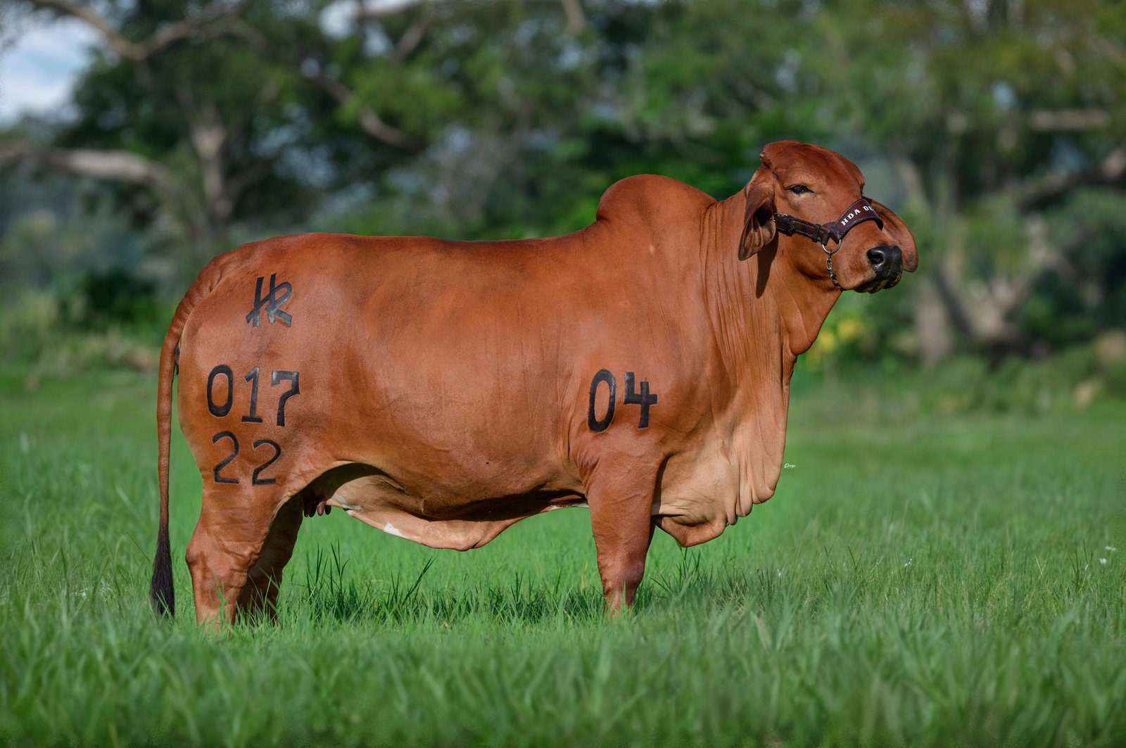 HDA DEL RIO MOSTAZA T.E. 017-22