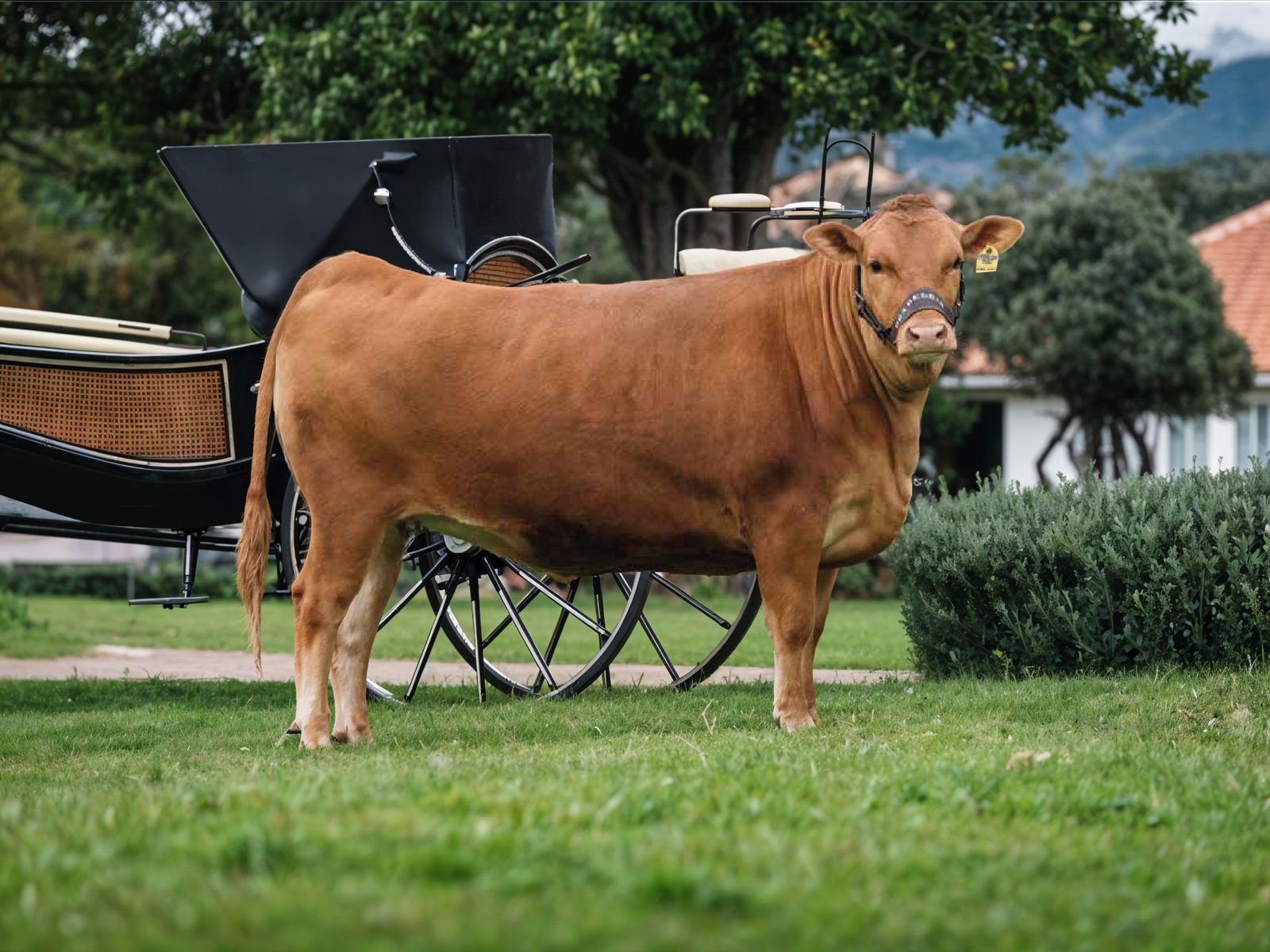 HDR MARUNAMI F.I.V 008-60