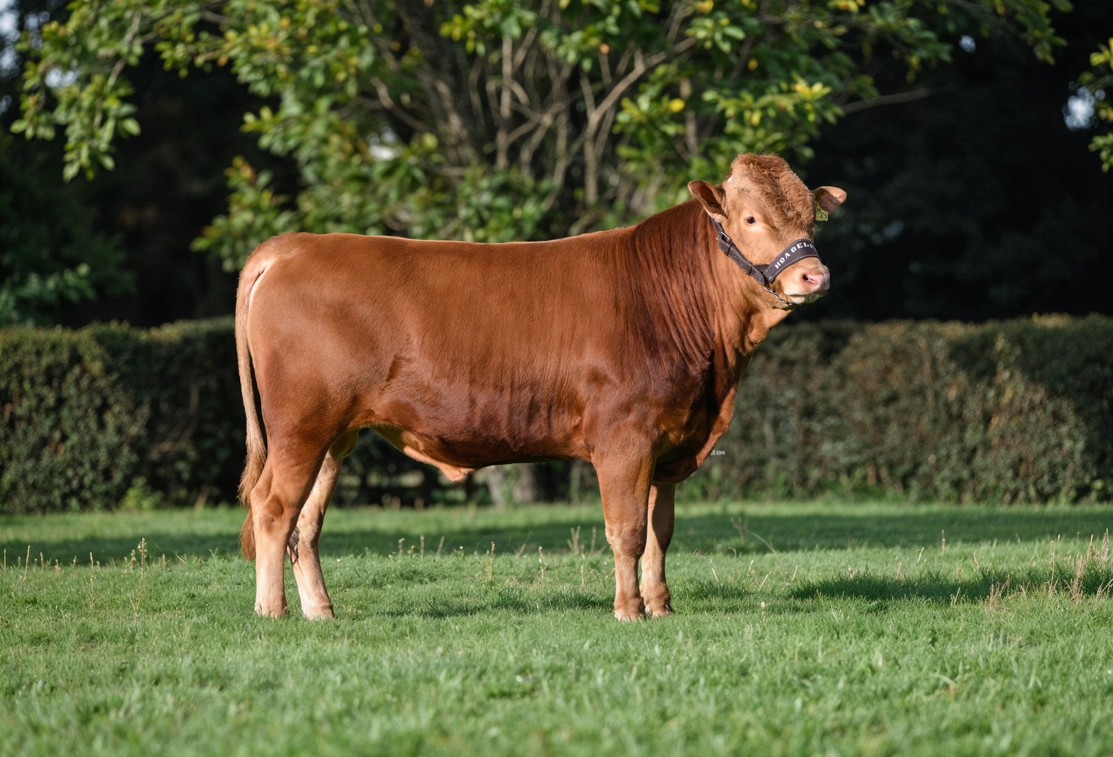 HDR SHIGERU MOMIJI 396-43